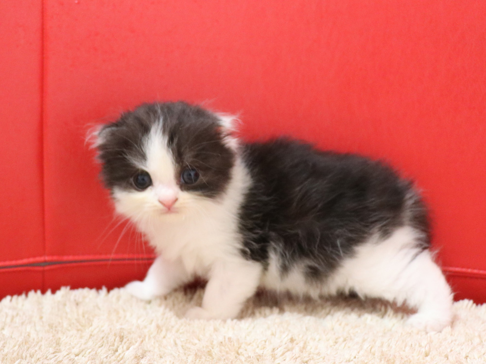 スコティッシュフォールドの子猫画像