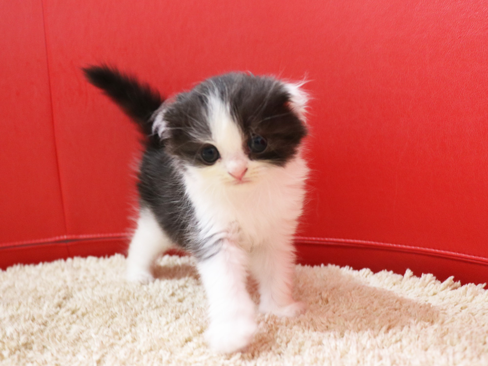 スコティッシュフォールドの子猫画像