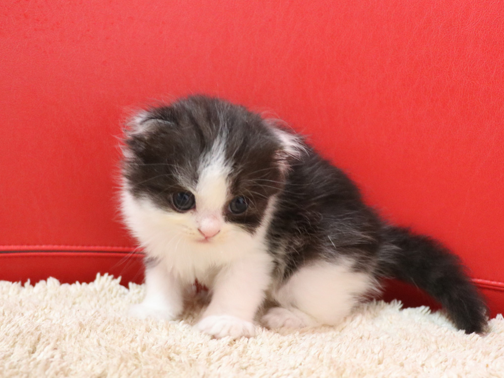 スコティッシュフォールドの子猫画像