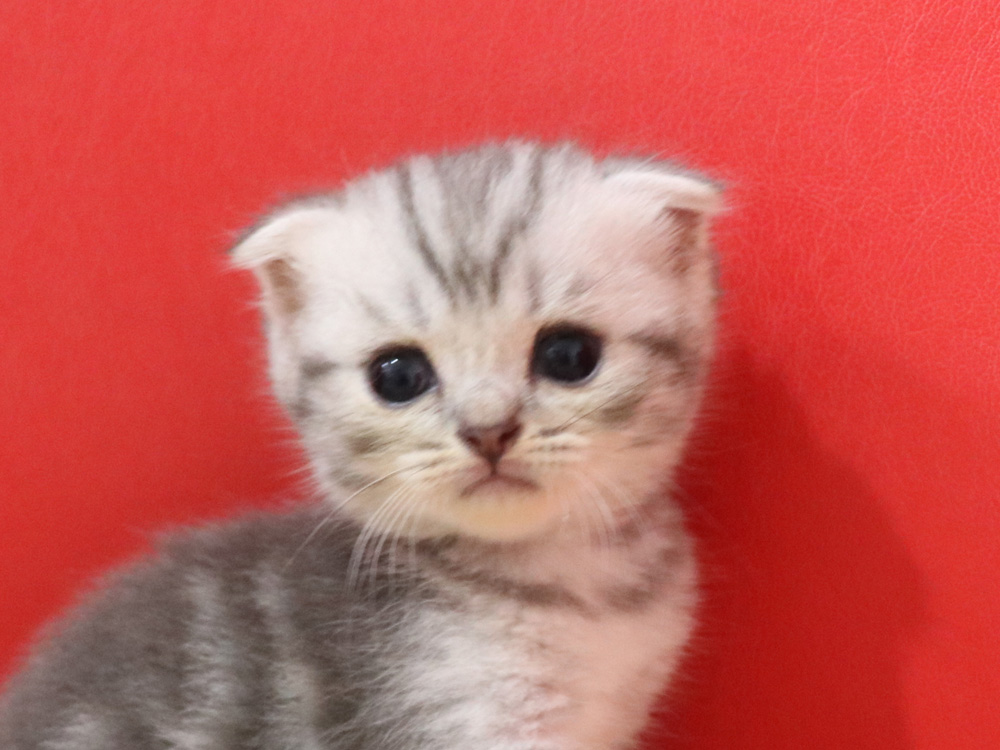 スコティッシュフォールドの子猫画像