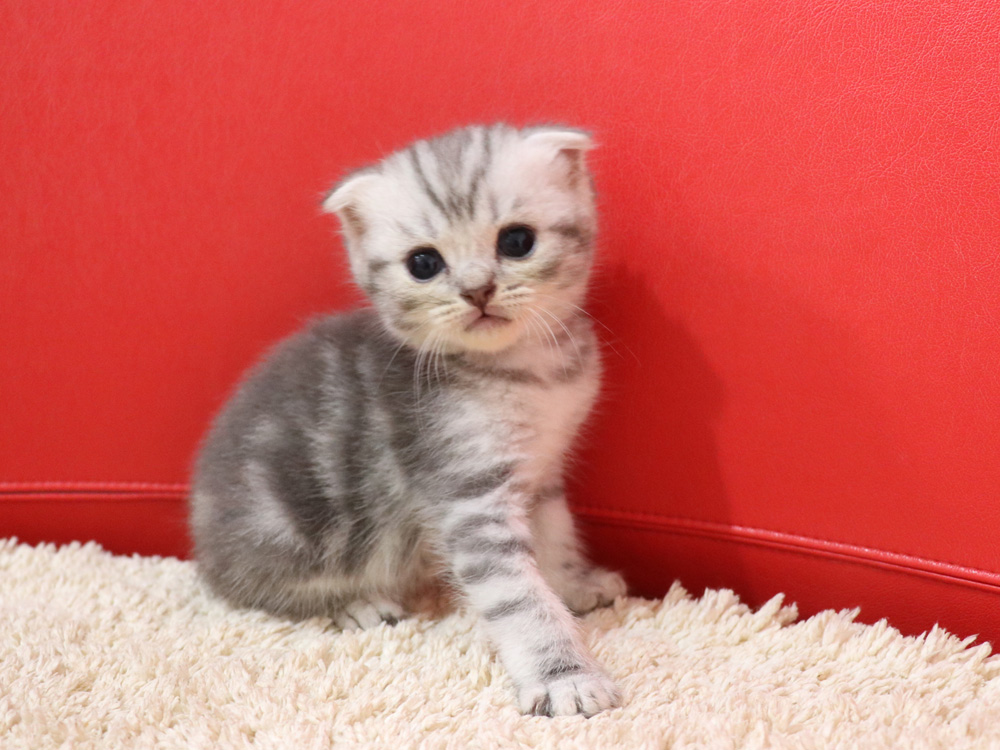 スコティッシュフォールドの子猫画像