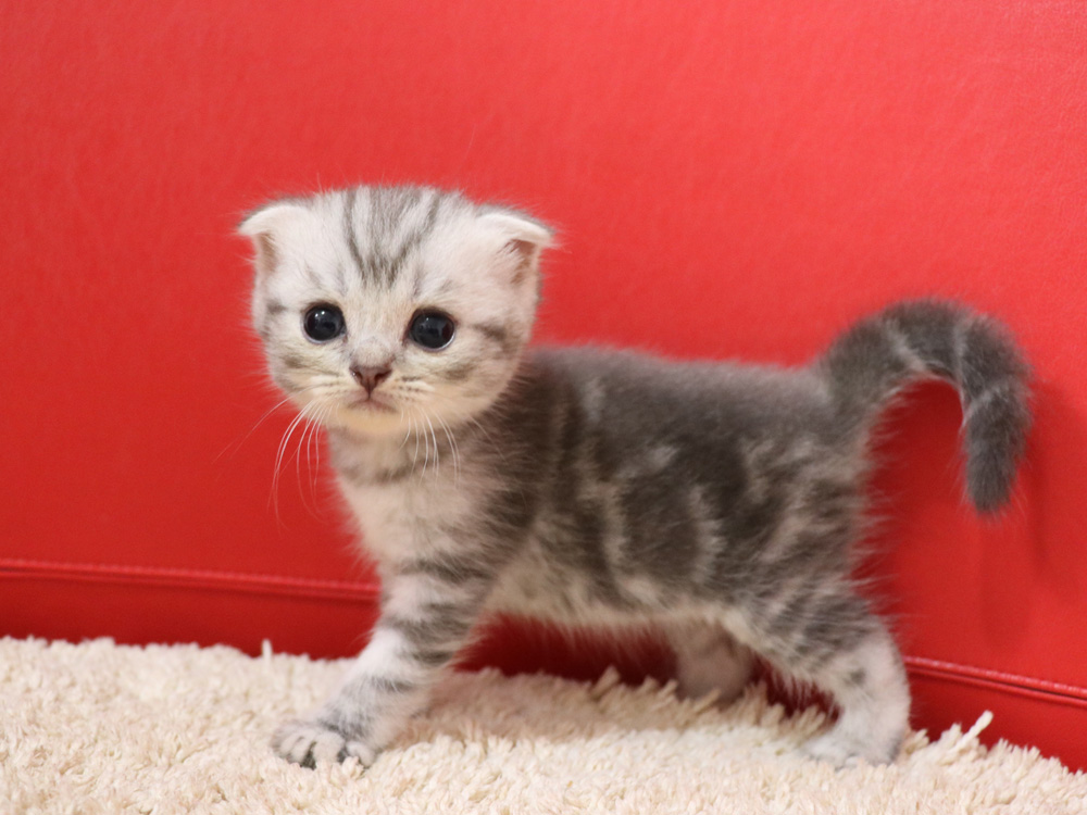 スコティッシュフォールドの子猫画像