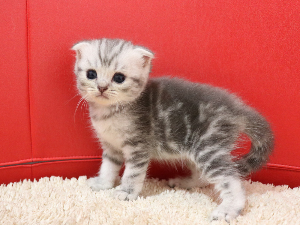 スコティッシュフォールドの子猫画像