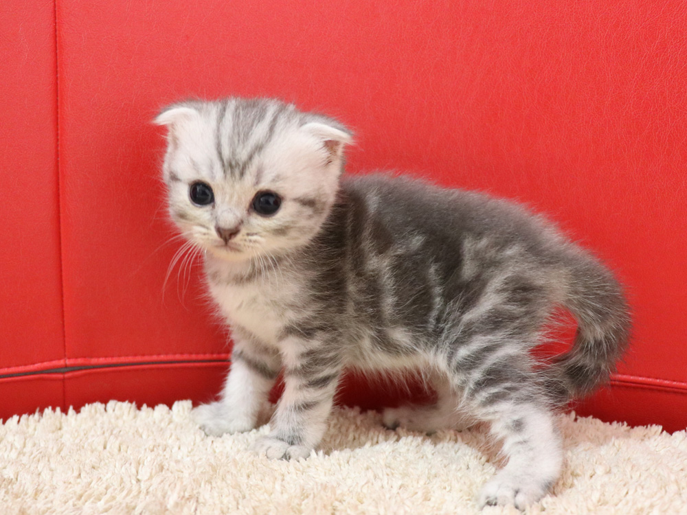 スコティッシュフォールドの子猫画像