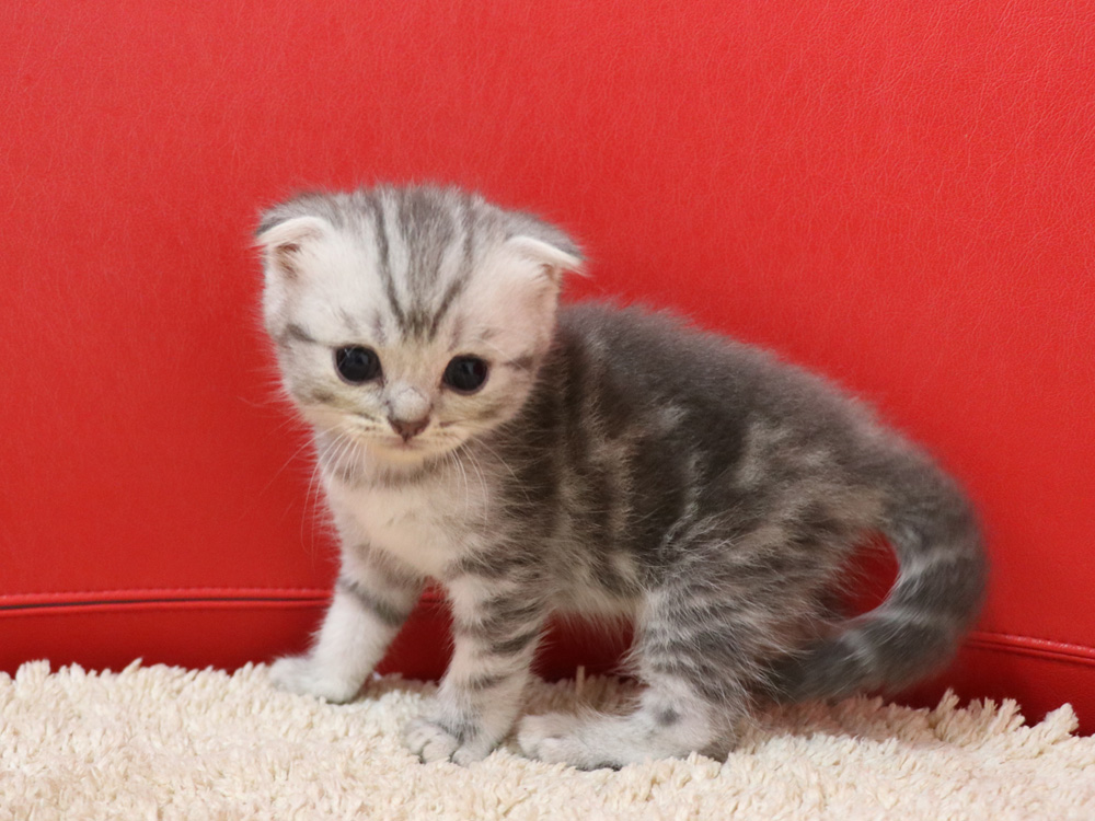 スコティッシュフォールドの子猫画像