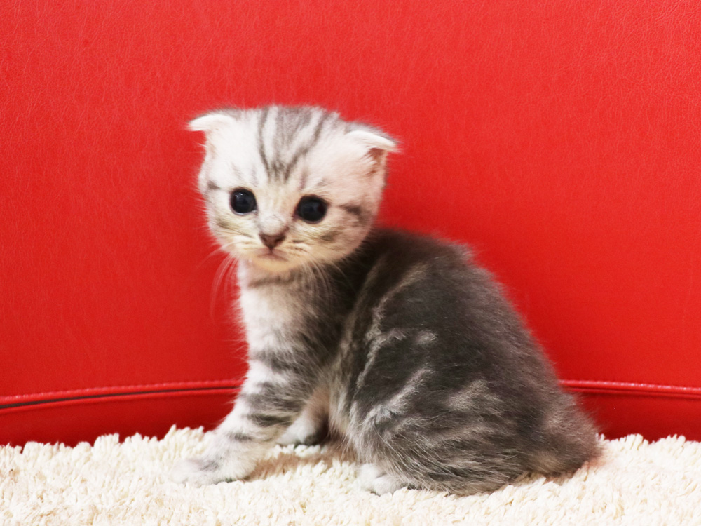 スコティッシュフォールドの子猫画像