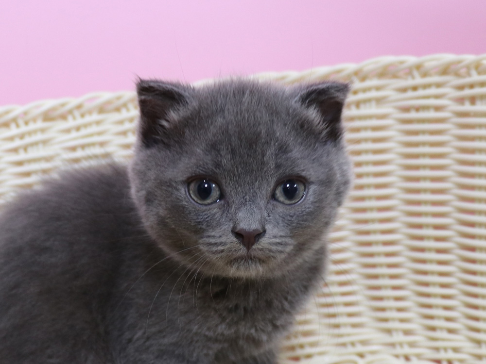 スコティッシュフォールドの子猫画像