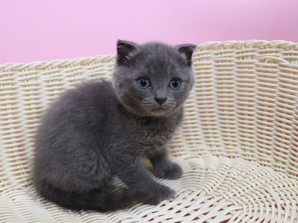 スコティッシュフォールドの子猫画像