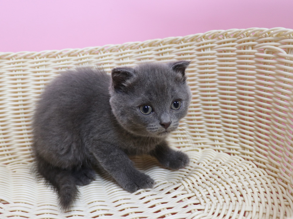 スコティッシュフォールドの子猫画像