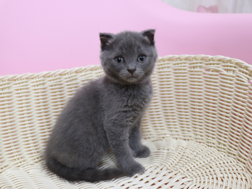 スコティッシュフォールドの子猫画像