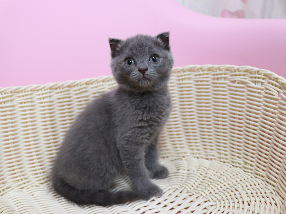 スコティッシュフォールドの子猫画像