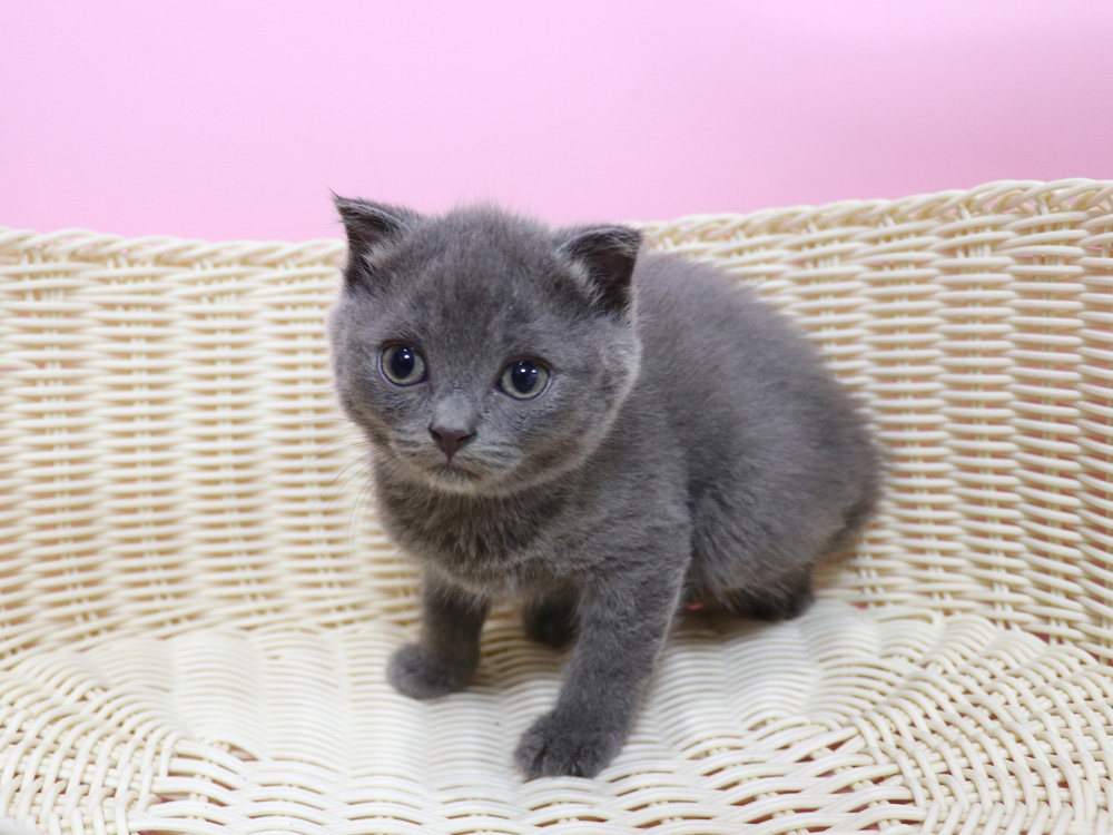 スコティッシュフォールドの子猫画像