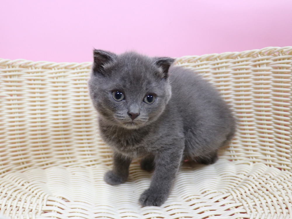 スコティッシュフォールドの子猫画像