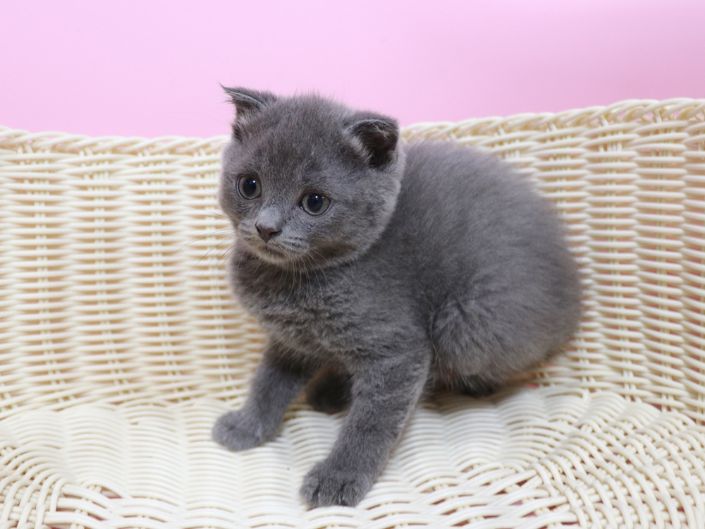 スコティッシュフォールドの子猫画像