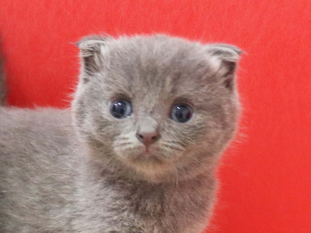 スコティッシュフォールドの子猫画像