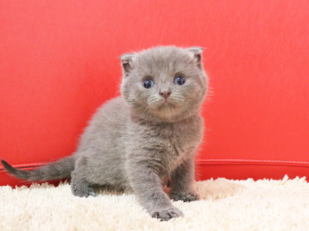 スコティッシュフォールドの子猫画像