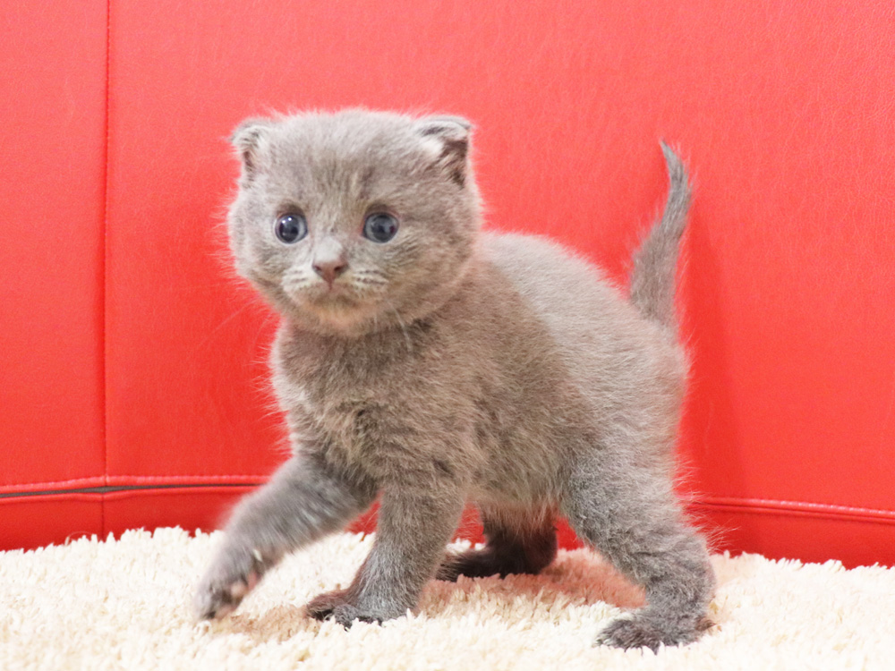 スコティッシュフォールドの子猫画像