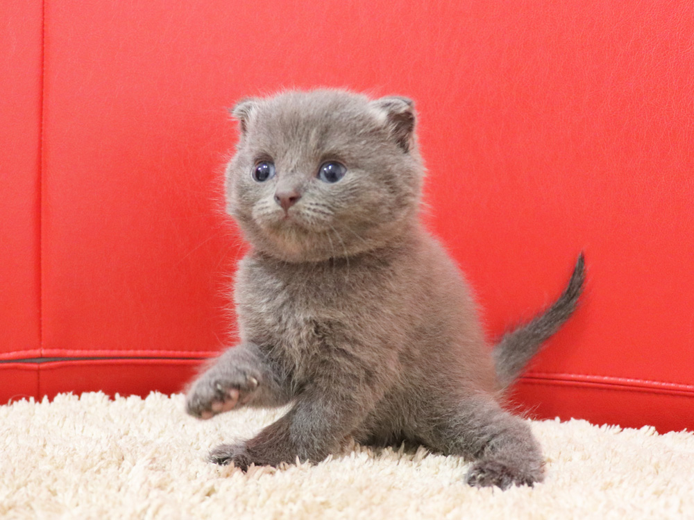 スコティッシュフォールドの子猫画像