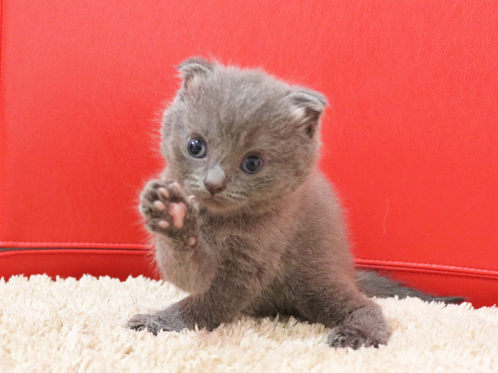 スコティッシュフォールドの子猫画像