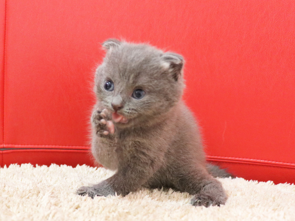 スコティッシュフォールドの子猫画像