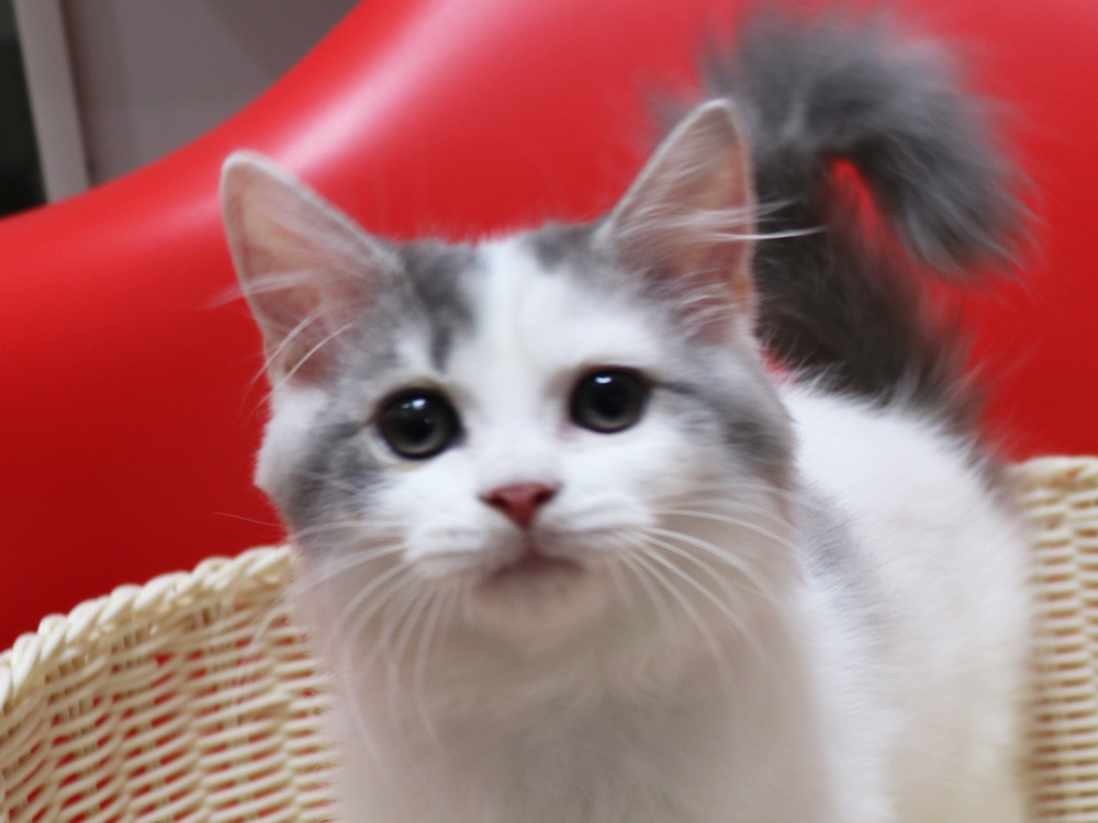 スコティッシュフォールドの子猫画像