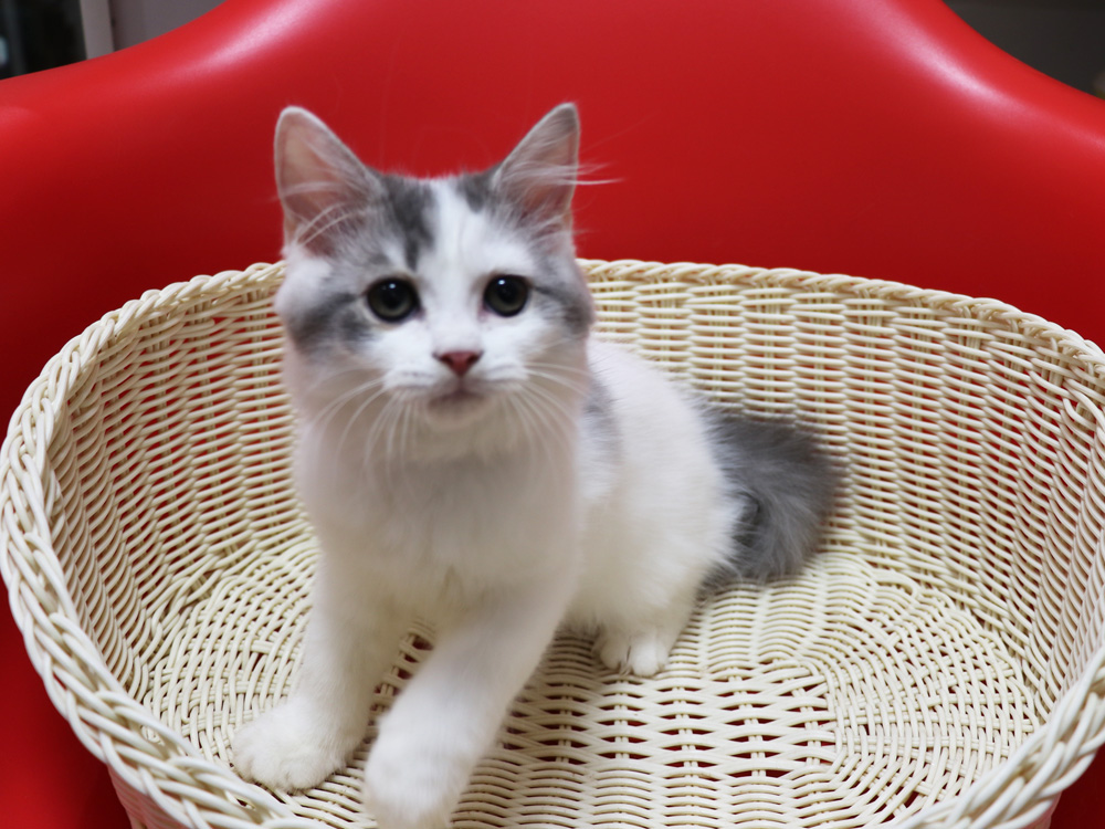 スコティッシュフォールドの子猫画像