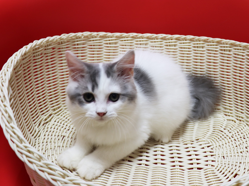 スコティッシュフォールドの子猫画像