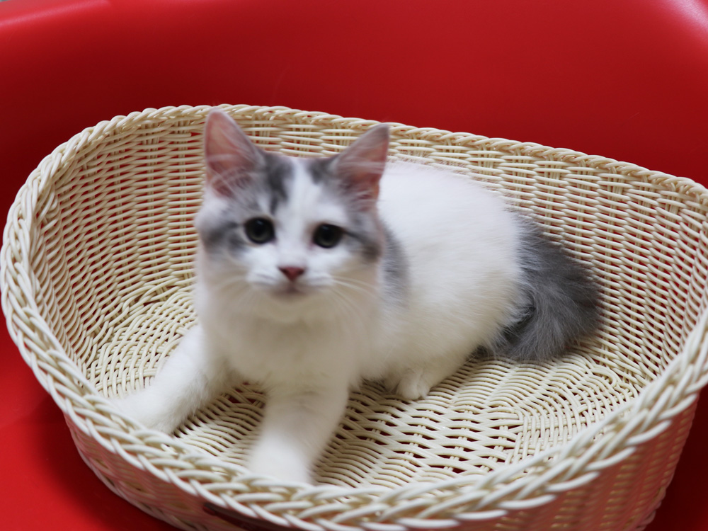 スコティッシュフォールドの子猫画像