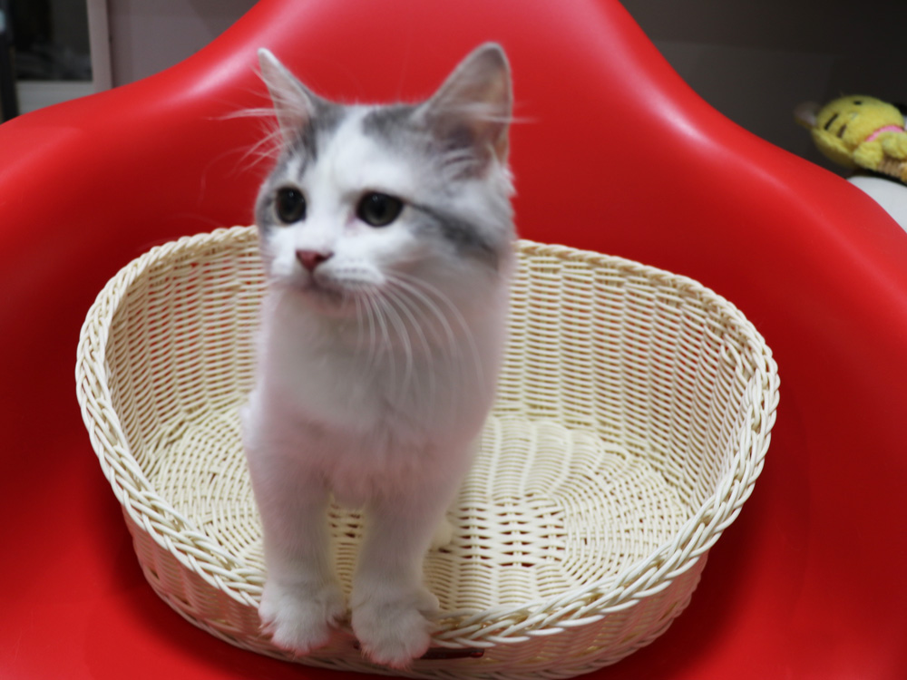 スコティッシュフォールドの子猫画像