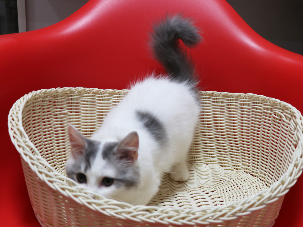 スコティッシュフォールドの子猫画像