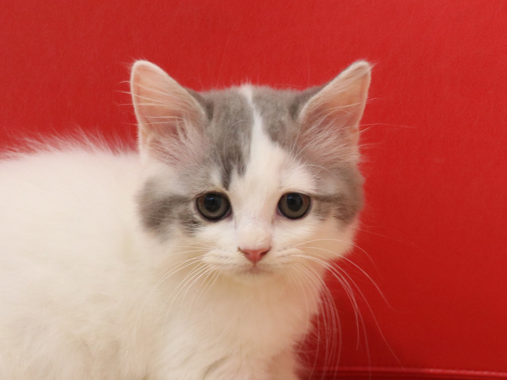 スコティッシュフォールドの子猫画像