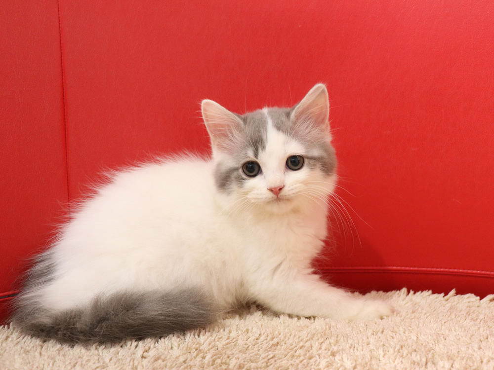 スコティッシュフォールドの子猫画像