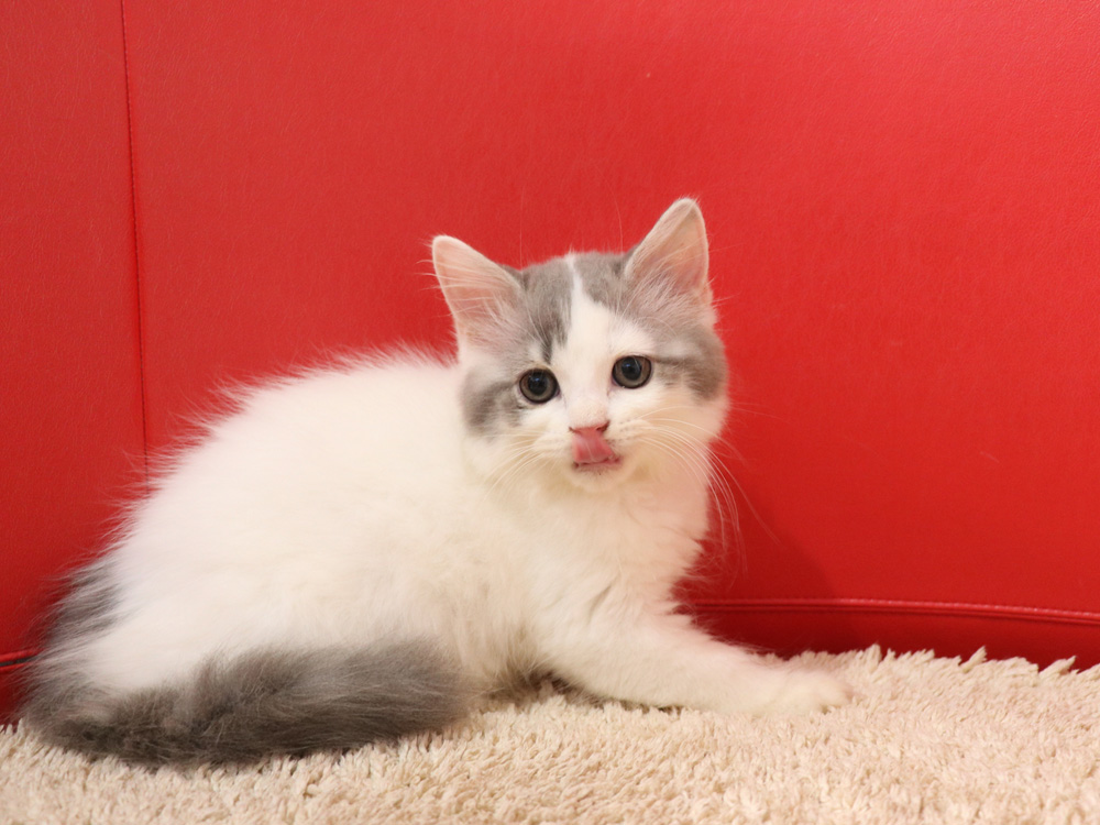スコティッシュフォールドの子猫画像