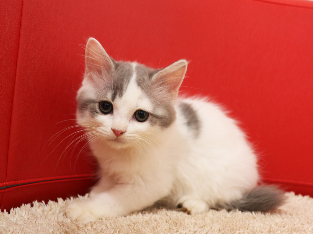 スコティッシュフォールドの子猫画像