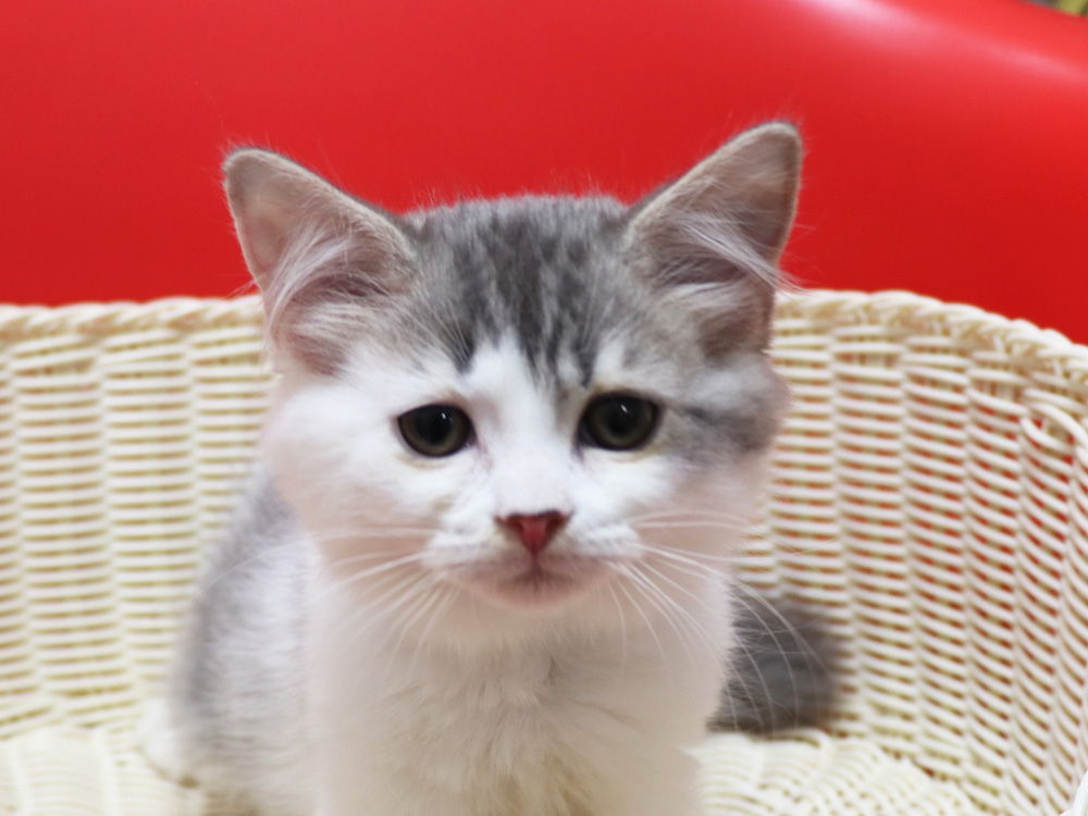 スコティッシュフォールドの子猫画像