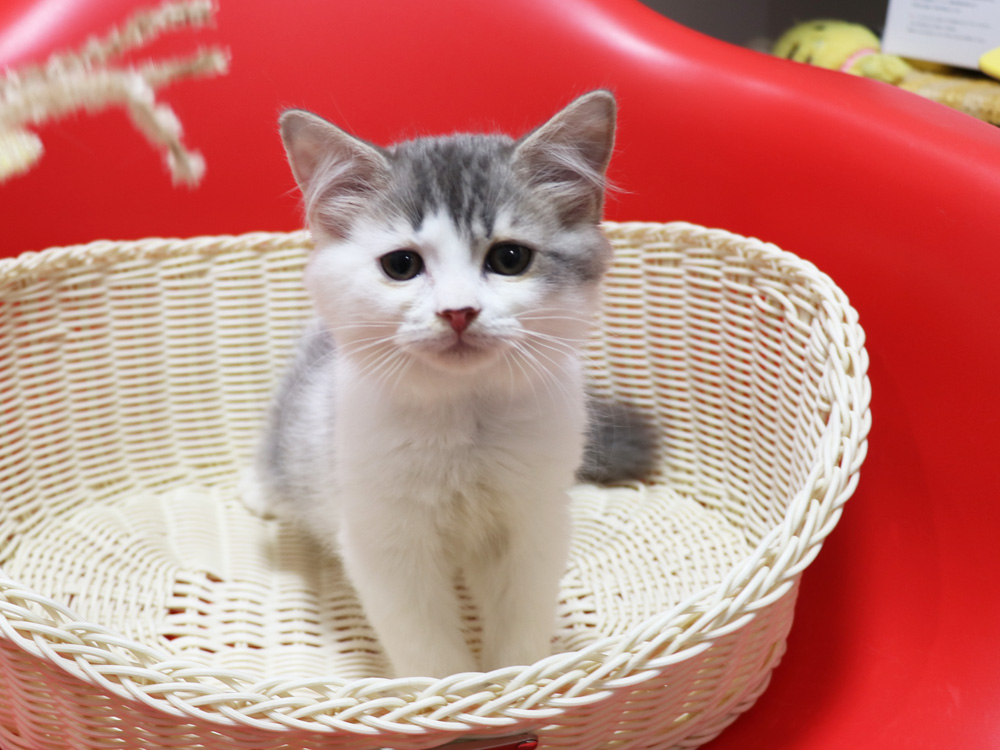 スコティッシュフォールドの子猫画像