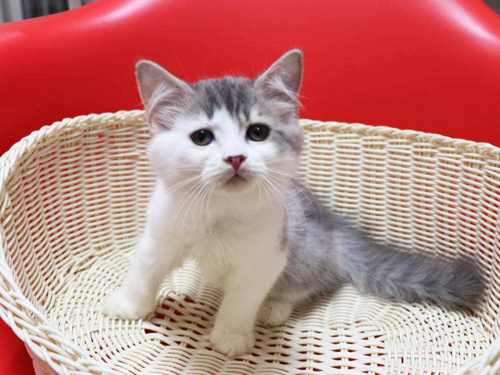 スコティッシュフォールドの子猫画像
