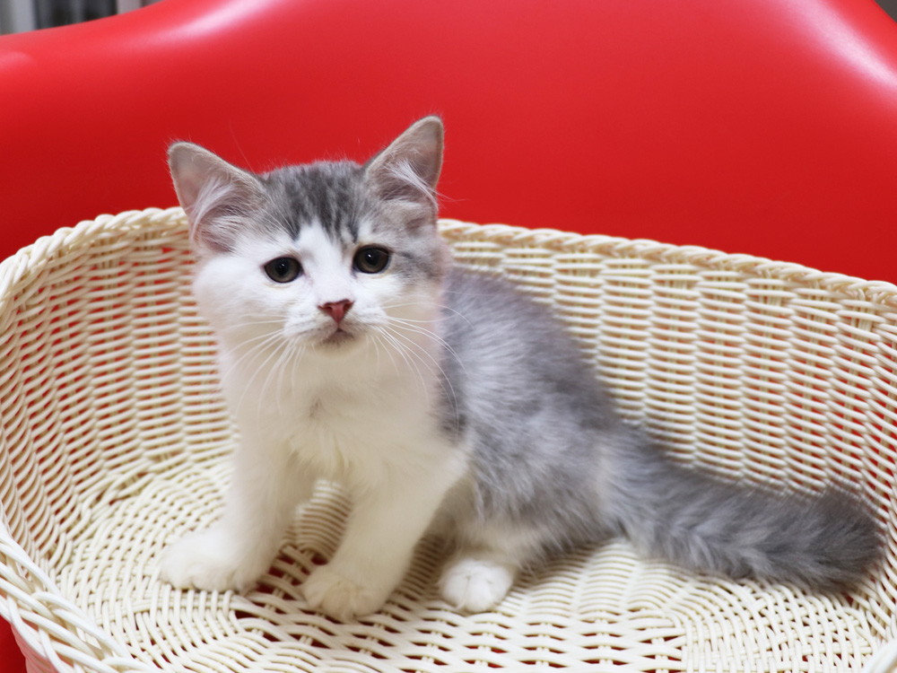 スコティッシュフォールドの子猫画像