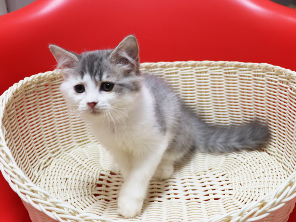スコティッシュフォールドの子猫画像