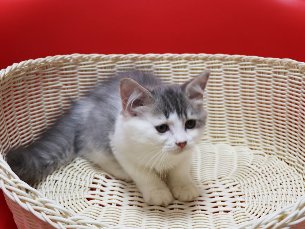 スコティッシュフォールドの子猫画像