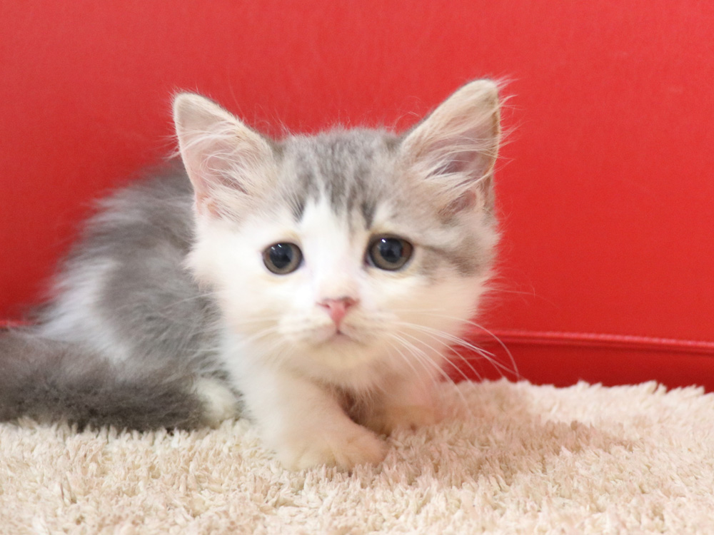 スコティッシュフォールドの子猫画像