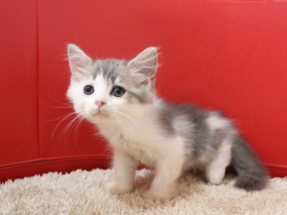 スコティッシュフォールドの子猫画像