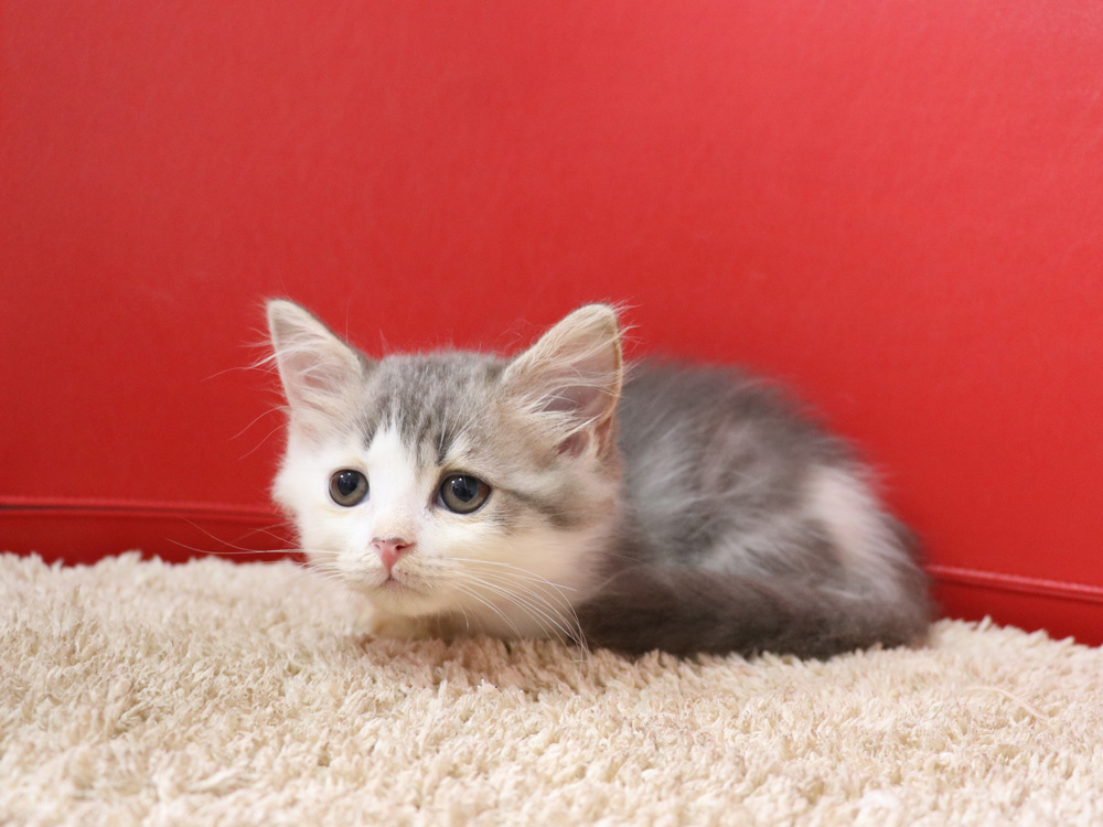 スコティッシュフォールドの子猫画像