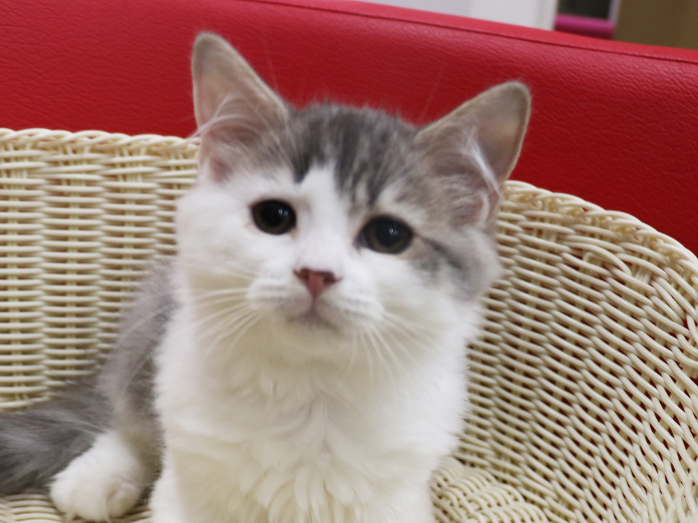 スコティッシュフォールドの子猫画像
