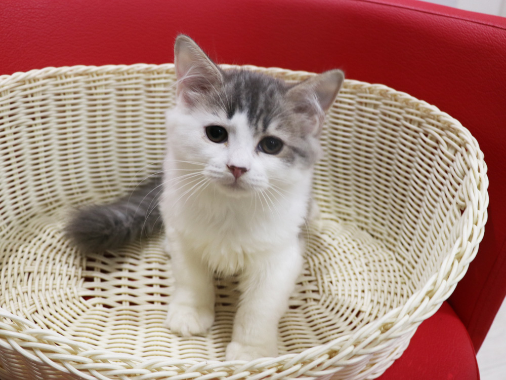 スコティッシュフォールドの子猫画像