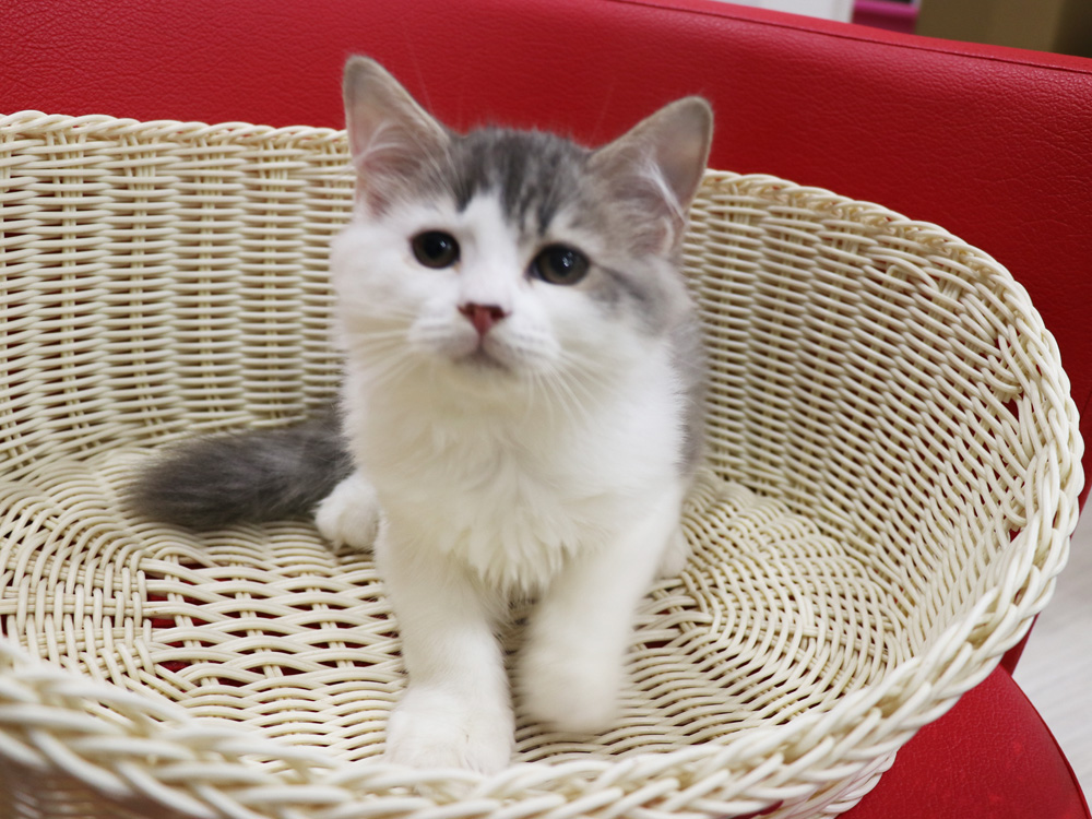 スコティッシュフォールドの子猫画像