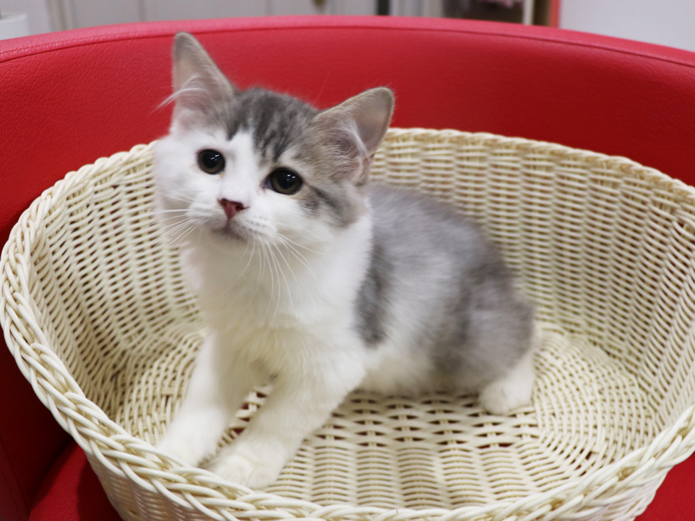 スコティッシュフォールドの子猫画像