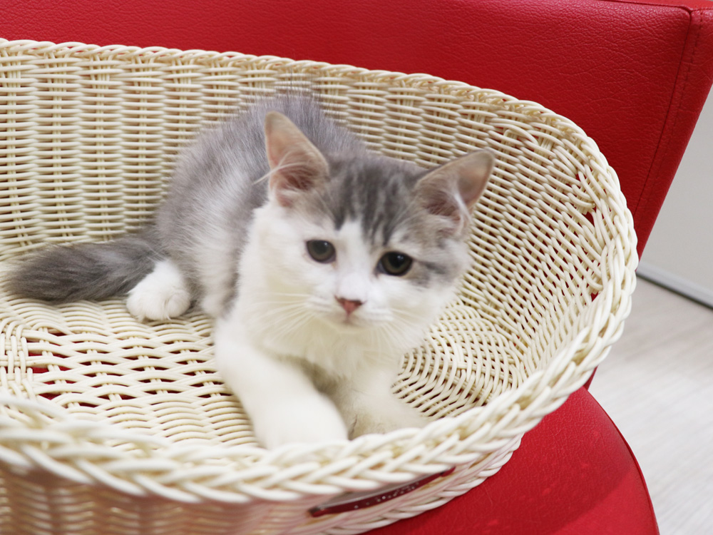 スコティッシュフォールドの子猫画像