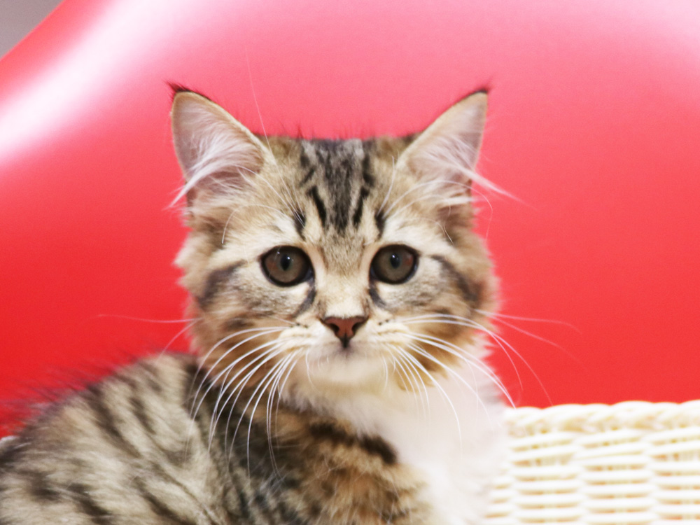 スコティッシュフォールドの子猫画像
