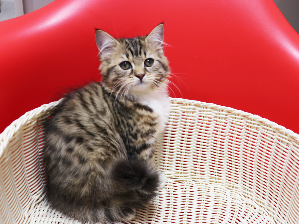 スコティッシュフォールドの子猫画像